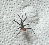 image of ant