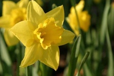 image of flower