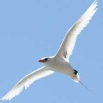 image of bird