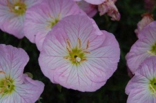 image of flower