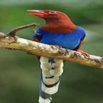 image of bird