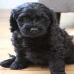 image of animal