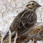 image of smiths_longspur #30