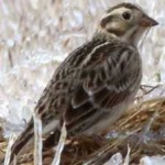 image of bird
