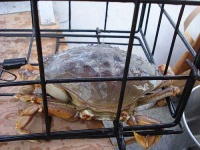 image of dungeness_crab