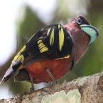 image of bird