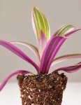 image of house_plant