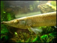 image of gar
