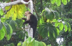 image of capuchin #1