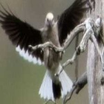 image of bird