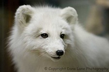 image of arctic_fox