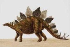 image of stegosaurus