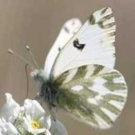 image of animal