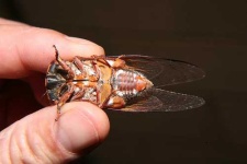image of cicada