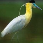 image of bird