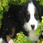 image of animal