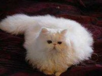 image of animal