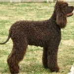 image of animal