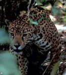 image of jaguar_car