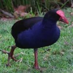 image of bird