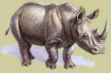 image of rhino