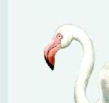 image of animal