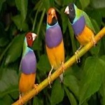 image of bird
