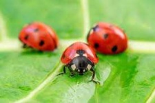 image of ladybugs #23