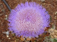 image of artichoke_flower #38