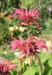 image of flower
