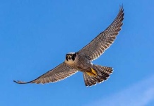 image of falcon