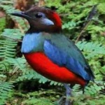 image of red_bellied_pitta #6