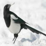 image of bird