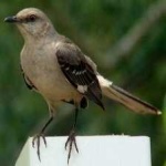 image of bird
