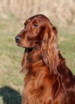 image of irish_setter