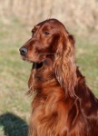 image of irish_setter #30