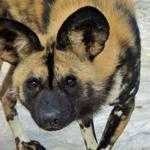 image of african_hunting_dog