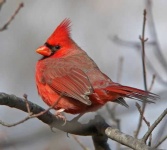image of cardinal