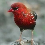 image of strawberry_finch #23