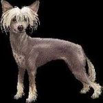 image of animal