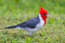 image of cardinal