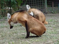 image of red_wolf