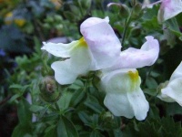 image of flower