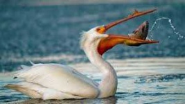 image of animal