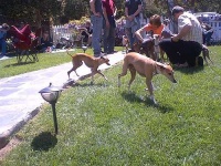 image of italian_greyhound