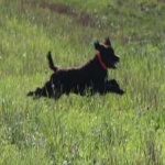 image of animal
