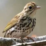 image of bird