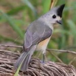 image of bird