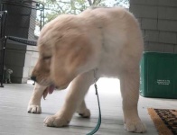 image of golden_retriever