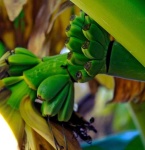 image of banana